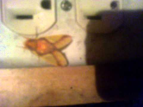 Imagen sagrada en una mariposa