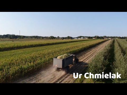 🔥Kukurydza na kiszonke 2024 🔥 UR. Chmielak