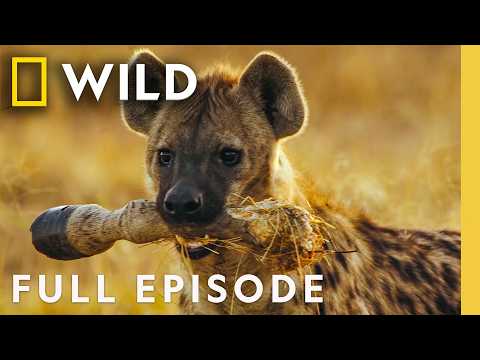Battle for Supremacy (Full Episode) | Savage Kingdom Compilation | Nat Geo Animals