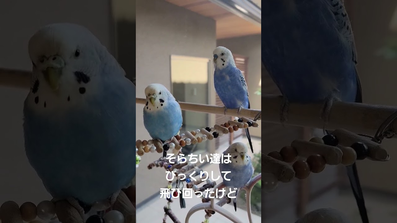 【緊急地震速報BGM】2023年５月５日石川県金沢市は震度４ そらちい達は元気です！【セキセイインコ】#shorts