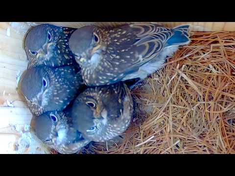 Tiny, Fluffy Bluebirds in My Nest Box Make the Sweetest Sounds!