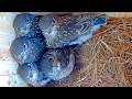 Tiny Fluffy Bluebirds In My Nest Box Make The Sweetest Sounds