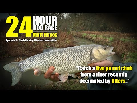 Matt Hayes 24 Four Rod Race |  Ep5 | Catch a big Chub from a river decimated by Otters!