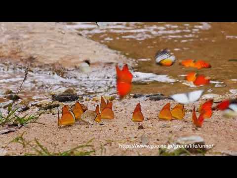 ベニシロチョウの吸水集団