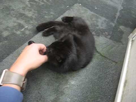 Zastrov en Zulma (part II)