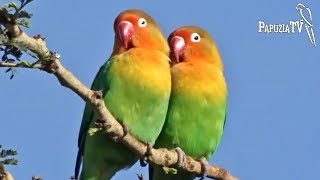 All Parrots Are Lovebirds