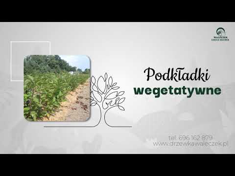 Zobacz filmy, Szkółki Drzewek Waleczek, Mnich