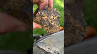 Download lagu 🛑[Crater Of Diamonds]🛑Conglomerate Rock - Short 290 #shorts #conglomerate #teamrockit mp3