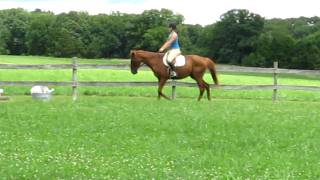 preview picture of video 'Sky Bill - 16.3 hand Thoroughbred Gelding by Diamond Bill-Our Sky Nectar'