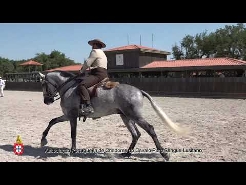 210717 6 Maioral - Aprovação de Garanhões