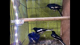 Download lagu Datang Kacer Daput Jantan 250k Saja, Juga Trima Setor Burung Ternakan 089628101130 mp3 Download lagu Datang Kacer Daput Jantan 250k Saja, Juga Trima Setor Burung Ternakan 089628101130 mp3