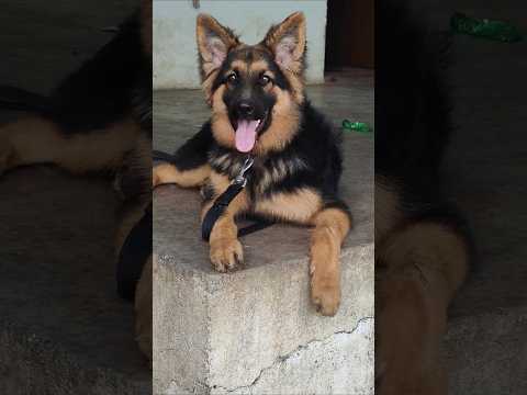 german shepherd price in India #dog #dogs #pets #germanshepherd #viralvideo #shorts
