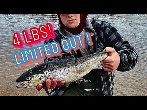 So many fish  ! AGGRESSIVE salmon in GRAND LAKE !( Newfoundland )