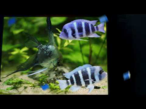 Trenton Wholesale Tropical Fish Supply
