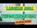 LANGKAH AWAL TERNAK CUCAK HIJAU