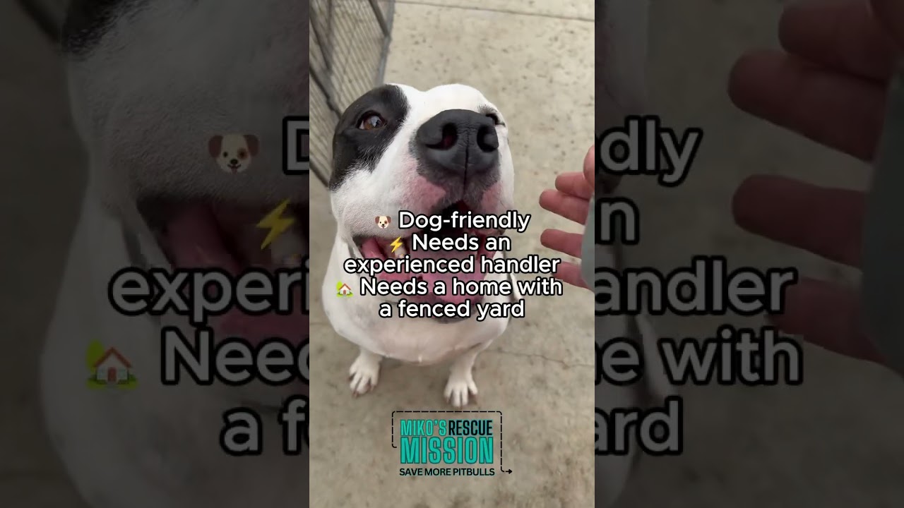 Enlarge Muneca, a ADOPTABLE mixed breed in Rancho Palos Verdes, CA video 3/3