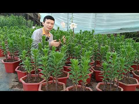 Hoa ly trồng bao nhiêu ngày thì nở hoa