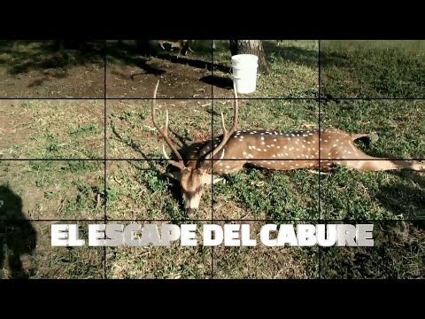 A NUESTROS SUSCRIPTORES Y SEGUIDORES.PARA VER EL ESCAPE ENTRAR AL ENLACE