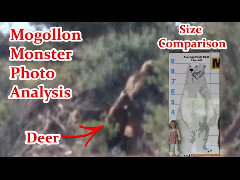 Bigfoot News! The Mogollon Monster Photo Breakdown
