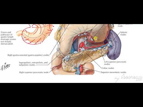 Pancreatic blood supply Lymphatic drinage
