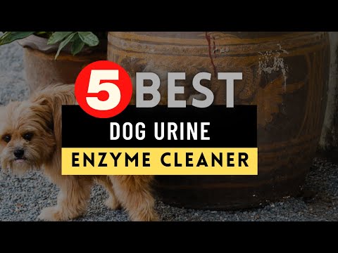 Best Dog Urine Enzyme Cleaner 2022 🔶 Top 5 Dog Urine Enzyme Cleaner Reviews