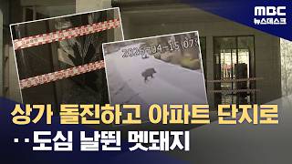 멧돼지 출몰에 세종 '발칵'‥유리창 깨고 아파트 화단까지 (2026.04.15/뉴스데스크/MBC)