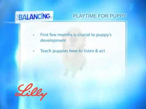 The Balancing Act Show 1163 - Lilly Companion