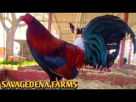 Yellow leg hatch Blueface Penny - SAVAGEDENA FARMS