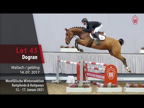 Winterauktion Reitpferde & Reitponys Lot 45 Dogran Wallach v. Doree van de Moskifarm - Grannus