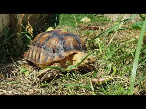 mit tett a teknős a fogyás érdekében)