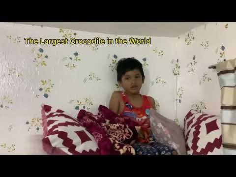 The Largest Crocodile in the World