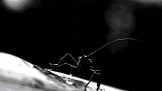 Lulu Rouge - End of the century  (ft. Mc Jabber)