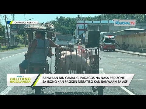 Balitang Bicolandia: Camalig, nagtitinir sa Red Zone sa ibong kan pagigin negatibo na sa ASF