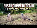 It S Hard To Find A Good Tekukur Like This Great Singing Voice Solid Stuff