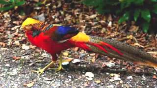 Download lagu Burung tantina lagu daerah mp3