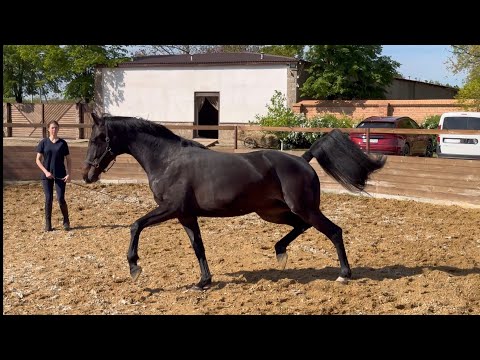 Not for sale. Mare Zoria by Zenon - Sandro Hit - Florestan l, 2021 y.b., 3 y.o., OL