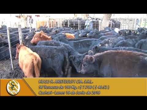 18-06-18 Venta de Hembras - Hugo R. Aristegui y Cia S.R.L. - Cacharí.
