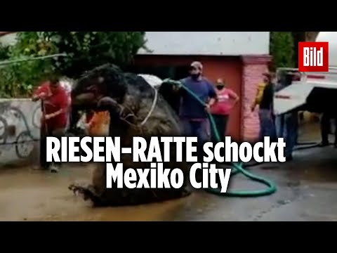 Gigantische „Monster-Ratte“ aus Kanalisation geborgen