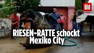 Gigantische „Monster-Ratte“ aus Kanalisation geborgen
