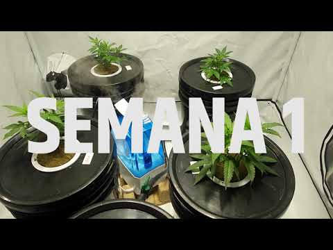 , title : 'The Dab Grow - 1° Episodio Cultivo Cannabis Hidroponia RDWC - DWC'