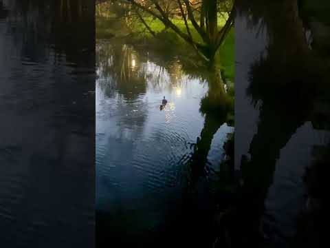 HERMOSA LAGUNA DE PATOS, EN LA NOCHE, ISLA TEJA, VALDIVIA, CHILE #aves #nature #duck #romantico