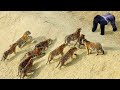 The Best Of Animal Attack 2022 Most Amazing Moments Of Wild Animal Fight Wild Discovery Animal P4
