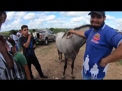 Feira de Cavalos de Tabira Pernambuco 11/03/2026 #tabira #nordeste #cavalo