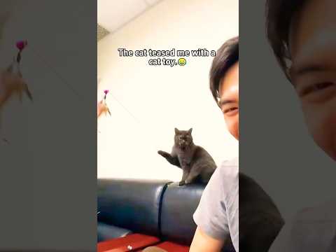 Gatos 🐈🤣Y momentos Divertidos🤣🥰#funny #gatos #cat #humor #viral