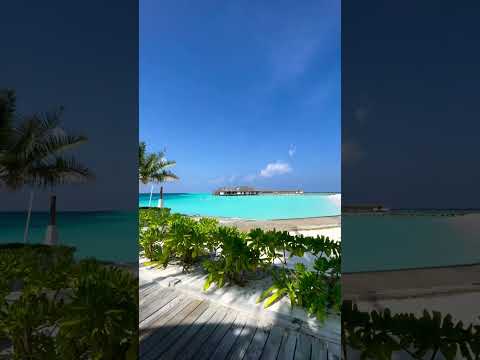 hey  Maldive 🦋