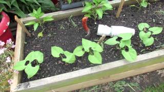 Planting Beans as Transplants: A Strategy for Rabbits & Insects - The Rusted Garden 2013