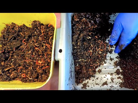 2nd haul-out of red wiggler worms ending 57-day migration - vermicompost
