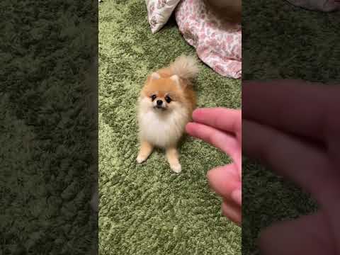 元気いっぱいのポメラニアン – ポメラニアンは小さいけど力強い!