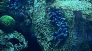 Смотреть онлайн Таинственные жители подводного мира: качество 4К