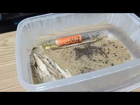 Everything you need to start an ant colony Av17